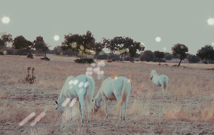 espanya, sonseca, animal, temes d'animals, mamífer, grup d’animals, arbre, vertebrats, fauna animal, animals domèstics, bestiar, camp, planta, nacional, pasturatge, cel, terra, paisatge, naturalesa, mascotes, cavall, cap gent, herbívors, a l'aire lliure, 2K