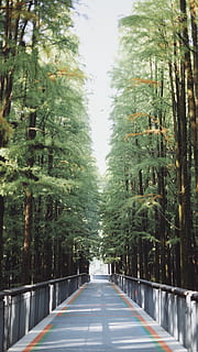 copac cu frunze verzi, plantă, copac, conifer, floră, cale, pădure, în aer liber, vegetație, teren, natură, alee, abies, brad, molid, drum, pădure tropicală, lemn rosu, șosea, asfalt, calea de urmat, direcţie, transport, zi, nici o persoana, Culoarea verde, creştere, diminuarea perspectivei, frumusețe în natură, liniște, treelined, oraș, cărare, lung, 5K, CC0, domeniu public, fără drepturi de autor