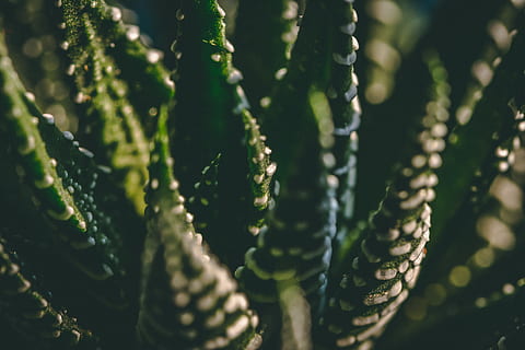zebra cactus, menanam, lidah buaya, kaktus, Rusia, krasnodar, hijau, margasatwa, alam, merapatkan, tekstur, dedaunan, makro, dalam, Abies, pohon, pohon cemara, vegetasi, spiral, pertumbuhan, warna hijau, tidak ada orang, hari, keindahan di alam, fokus selektif, sinar matahari, kesegaran, di luar rumah, tanaman sukulen, makanan, daun, ketenangan, kerapuhan, kerentanan, fokus pada latar depan, makanan dan minuman, 5K, CC0, domain publik, bebas royalti