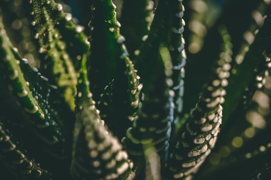 cactus de zebra, planta, aloe, cactus, Rússia, krasnodar, verd, vida salvatge, naturalesa, primer pla, textura, fullatge, àloe vera, macro, interior, abies, arbre, avet, vegetació, espiral, creixement, color verd, cap gent, dia, bellesa a la natura, enfocament selectiu, llum solar, frescor, a l'aire lliure, planta suculenta, menjar, full, tranquil·litat, fragilitat, vulnerabilitat, centrar-se en primer pla, menjar i beguda, 5K