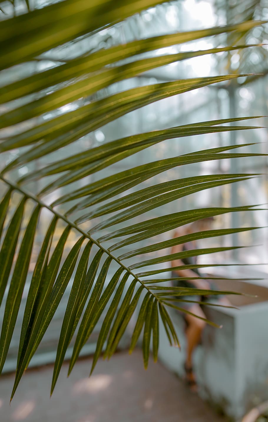 undercover, gemmer sig, isolation, alene, søger, leder, søge, indendørs plante, tropisk, kvinde, ansigtsløst portræt, abstrakt, grøn, plante, gemmeleg, blad, Palme træ, vækst, palmblad, plante del, grøn farve, skønhed i naturen, natur, ingen mennesker, tropisk klima, tæt på, træ, dag, fokus på forgrunden, frond, selektiv fokusering, udendørs, ro, sollys, blade, 2K