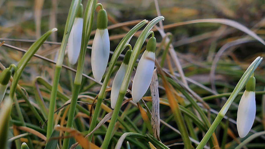 snowdrop, primavera, flor, blanc, krokus, primer pla, planta, creixement, bellesa a la natura, color verd, naturalesa, camp, planta amb flors, herba, frescor, cap gent, terra, fragilitat, pètal, dia, vulnerabilitat, fulla d'herba, Color blanc, 5K
