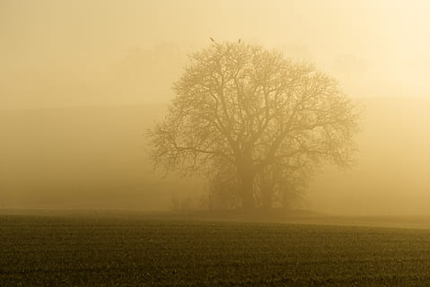 nebbia, sole, retroilluminazione, alberi, silhouette, mistico, natura, paesaggio, umore, Alba, luce, gespenstig, atmosferico, uccello, cupo, buio, pianta, albero, scena tranquilla, bellezza nella natura, ambiente, la tranquillità, campo, scenics - natura, terra, cielo, nessuno, scena non urbana, scena rurale, erba, idilliaco, albero nudo, all'aperto, nebbioso, 5K, CC0, dominio pubblico, privo di copyright