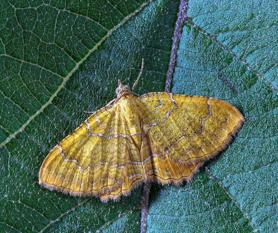 falena, giallo-shell, insetto, Ali, estate, natura, giallo, entomologia, metamorfosi, antenne, vicino, modello, delicato, colorato, foglia, parte vegetale, fauna selvatica, animali allo stato selvatico, temi animali, un animale, invertebrato, animale, avvicinamento, nessuno, vena fogliare, vista dall'alto, ala animale, colore verde, farfalla - insetto, bellezza nella natura, all'aperto, farfalla, le foglie, 4K