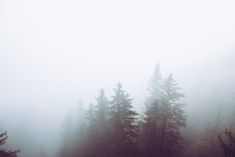 pini, timpul zilei, natură, vreme, ceaţă, în aer liber, aburi, brad, copac, peisaj, conifer, cer, drumeții, pin, deal, plantă, abies, lemn, toamnă, ecosistem, salzburger land, ecologic, liniște, o scenă liniștită, frumusețe în natură, scenice - natura, spațiu copie, zi, nici o persoana, temperatura rece, iarnă, scenă non-urbană, teren, pădure, mediu inconjurator, neclar, 5K, CC0, domeniu public, fără drepturi de autor
