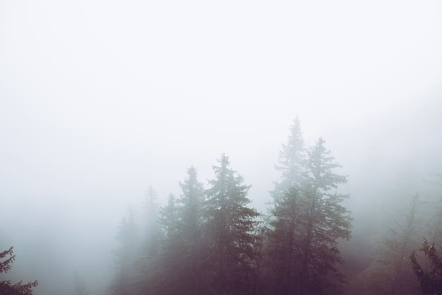 pini, timpul zilei, natură, vreme, ceaţă, în aer liber, aburi, brad, copac, peisaj, conifer, cer, drumeții, pin, deal, plantă, abies, lemn, toamnă, ecosistem, salzburger land, ecologic, liniște, o scenă liniștită, frumusețe în natură, scenice - natura, spațiu copie, zi, nici o persoana, temperatura rece, iarnă, scenă non-urbană, teren, pădure, mediu inconjurator, neclar, 5K