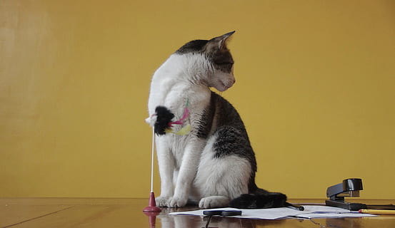 filippinerne, kitty, nuttet, ph, kat, dyr, katte, sidebillede, Pilipinas, husdyr, indenlandske, et dyr, kæledyr, pattedyr, dyre temaer, indendørs, hvirveldyr, indenlandske kat, feline, murbygningsfunktion, sidder, leder, ingen mennesker, kigger væk, bord, gul, krave, bakkenbart, 8K, CC0, offentligt domæne, royaltyfrie