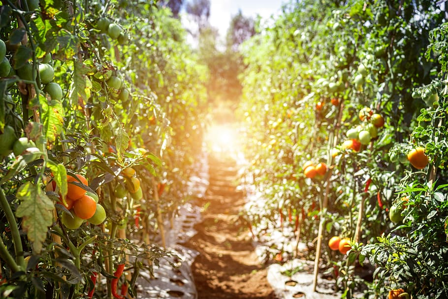 pathway, tomatfrugter, afdeling, flok, chili, tæt på, farve, afgrøde, dyrkning, lækker, gård, landbrug, mad, frisk, friskhed, frugt, have, havearbejde, grøn, dyrke, voksende, vækst, hængende, høst, saftig, landskab, naturlig, natur, organisk, plante, plantage, produktion, moden, modning, sommer, velsmagende, tomater, tropisk, træ, orange farve, mad og drikke, sund kost, sollys, frugt træ, dag, skønhed i naturen, citrus frugt, appelsintræ, orange, appelsinfrugt, ingen mennesker, velvære, udendørs, 5K