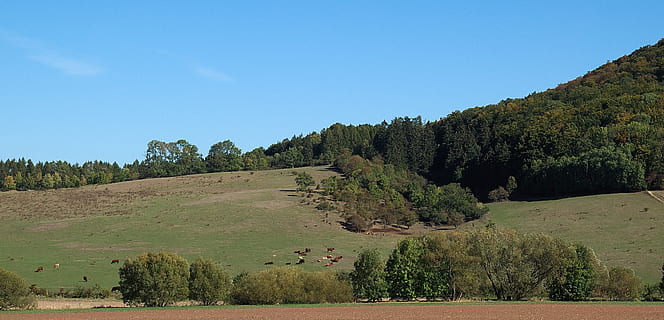 camp, bosc, reportat, vaques, cel, tardor, arbre, planta, escenics - natura, bellesa a la natura, tranquil·litat, paisatge, escena tranquil·la, creixement, naturalesa, medi ambient, cel clar, cap gent, color verd, muntanya, terra, escena no urbana, blau, dia, a l'aire lliure, pi, arbre de coníferes, 5K, CC0, domini públic, lliure de regalies