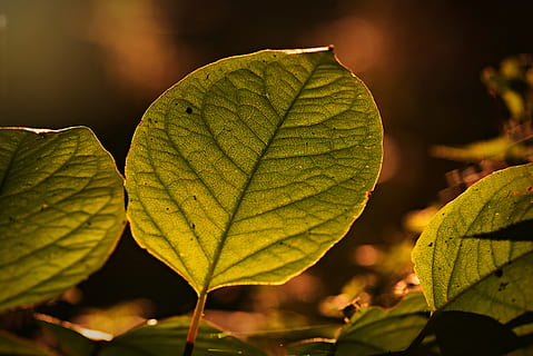 leaf, foliage, vein, pattern, branch, texture, nature, plant part, close-up, plant, focus on foreground, beauty in nature, leaf vein, no people, growth, autumn, green color, outdoors, day, leaves, selective focus, vulnerability, fragility, natural pattern, sunlight, change, natural condition, 4K, CC0, public domain, royalty free