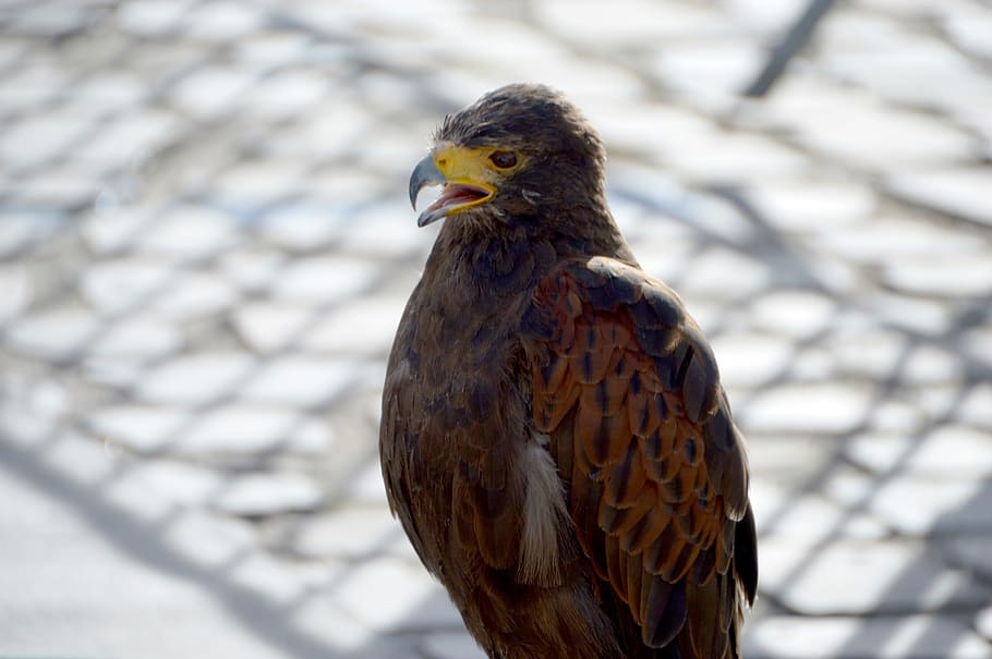 buzzard, falcó, ocell, depredador, presa, bolígraf, bec, salvatge, falconeria, raptor, família accipitridés, rapinadors diürns, criatura, falcó marró, temes d'animals, animal, un animal, vertebrats, fauna animal, animals a la natura, centrar-se en primer pla, dia, rapinyaire, cap gent, primer pla, posat, naturalesa, a l'aire lliure, mirant cap a fora, mirant, àguila, llum solar, falcó - ocell, 2K