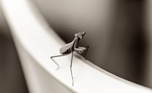 Modliszka, pluskwa, owad, czarny i biały, monochromia, nastrój, atmosfera, Natura, drapieżnik, entomologia, dzikiej przyrody, bezkręgowy, tematy zwierzęce, jedno zwierzę, zwierzę, zwierzęca przyroda, zwierzęta na wolności, zbliżenie, część ciała zwierzęcia, antena dla zwierząt, żadnych ludzi, selektywne skupienie, wewnątrz, dzień, konik polny, skupić się na pierwszym planie, funkcja budowy ścian, 4K, CC0, domena publiczna, darmowe zdjęcia