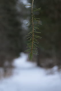 aiguilles de pin, pin, des arbres, chemin, neigeux, hiver, en plein air, plante, arbre, croissance, beauté dans la nature, couleur verte, la nature, journée, personne, mise au point sélective, feuille, conifère, fermer, partie de la plante, se concentrer sur le premier plan, neige, branche, température froide, aiguille - partie de la plante, sapin, arbre à feuilles persistantes, 5K, CC0, domaine public, libre de droits
