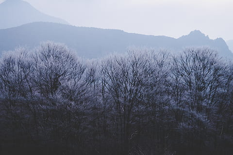 skov om dagen, kold, træer tapet, natur tapet, natur, tapet, vinter tapet, vinter, frostræ, frost, træ, plante, bjerg, skønhed i naturen, ro, rolig scene, ingen mennesker, scenics - natur, vækst, himmel, dag, jord, ikke-urbane scene, Skov, tåge, udendørs, høj vinkel visning, bare træ, 5K, CC0, offentligt domæne, royaltyfrie