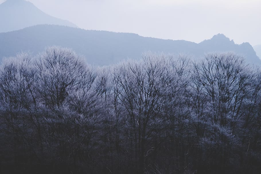 foresta durante il giorno, freddo, alberi da parati, carta da parati della natura, natura, sfondo, carta da parati invernale, inverno, albero di gelo, brina, albero, pianta, montagna, bellezza nella natura, la tranquillità, scena tranquilla, nessuno, scenics - natura, crescita, cielo, giorno, terra, scena non urbana, foresta, nebbia, all'aperto, vista dall'alto, albero nudo, 5K