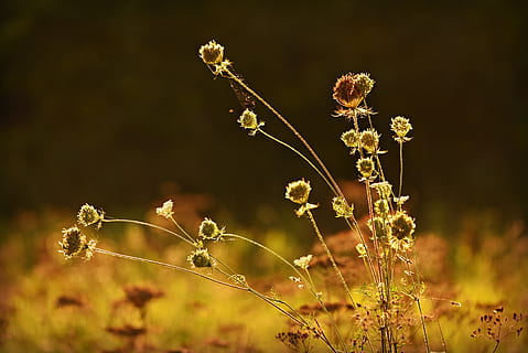Gras, Samenkopf, Stengel, Gegenlicht, golden, Sonnenschein, Wiese, Pflanze, Blume, blühende Pflanze, Wachstum, Schönheit in der Natur, Frische, Natur, Nahansicht, keine Leute, Feld, Fokus auf den Vordergrund, Land, Zerbrechlichkeit, Sonnenlicht, draußen, Essen und Trinken, Landschaft, Pflanzenstamm, Tag, Gelb, Frühling, Blütenkopf, Weichheit, 4K, CC0, gemeinfrei, lizenzfrei