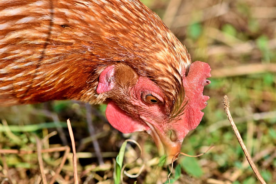 Hähnchen, Henne, Geflügel, Angebot, Vieh, Vogel, Kamm, Rechnung, draussen, Feder, bio, Tier, Landwirtschaft, Natur, Tierwelt, Tierthemen, ein Tier, Wirbeltier, Haustiere, Säugetier, Fokus auf den Vordergrund, inländisch, Nahansicht, Hühnchen - Vogel, keine Leute, Tag, Schnabel, Tierkörperteil, pinke Farbe, Tierkopf, 5K