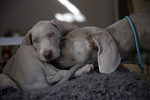 dva šedé psy, domácí zvíře, psí, Pes, zvíře, savec, labradorský retrívr, ohař, ukazatel, beagle, štěně, čenich, buldok, pitbull, jídlo, německá doga, doktor, prst, mořský život, lachtan, jíst, domácí mazlíčci, domácí, domácí zvířata, jednoho zvířete, relaxace, obratlovců, uvnitř, výmarský ohař, zaměřit se na popředí, nikdo, portrét, při pohledu na fotoaparát, selektivní zaměření, detail, 5K, CC0, veřejná doména, bez autorských práv