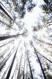 niedrig, Winkel erschossen, Bäume, Froschperspektive, Perspektive, Baum, Pflanze, Flachwinkelansicht, Kofferraum, Baumstamm, Wald, Wachstum, Ruhe, keine Leute, Schönheit in der Natur, Tag, große Höhe, Natur, Land, draußen, Ast, Baumkrone, Hintergründe, Himmel, direkt darunter, Nadelbaum, Kiefernwald, 5K, CC0, gemeinfrei, lizenzfrei