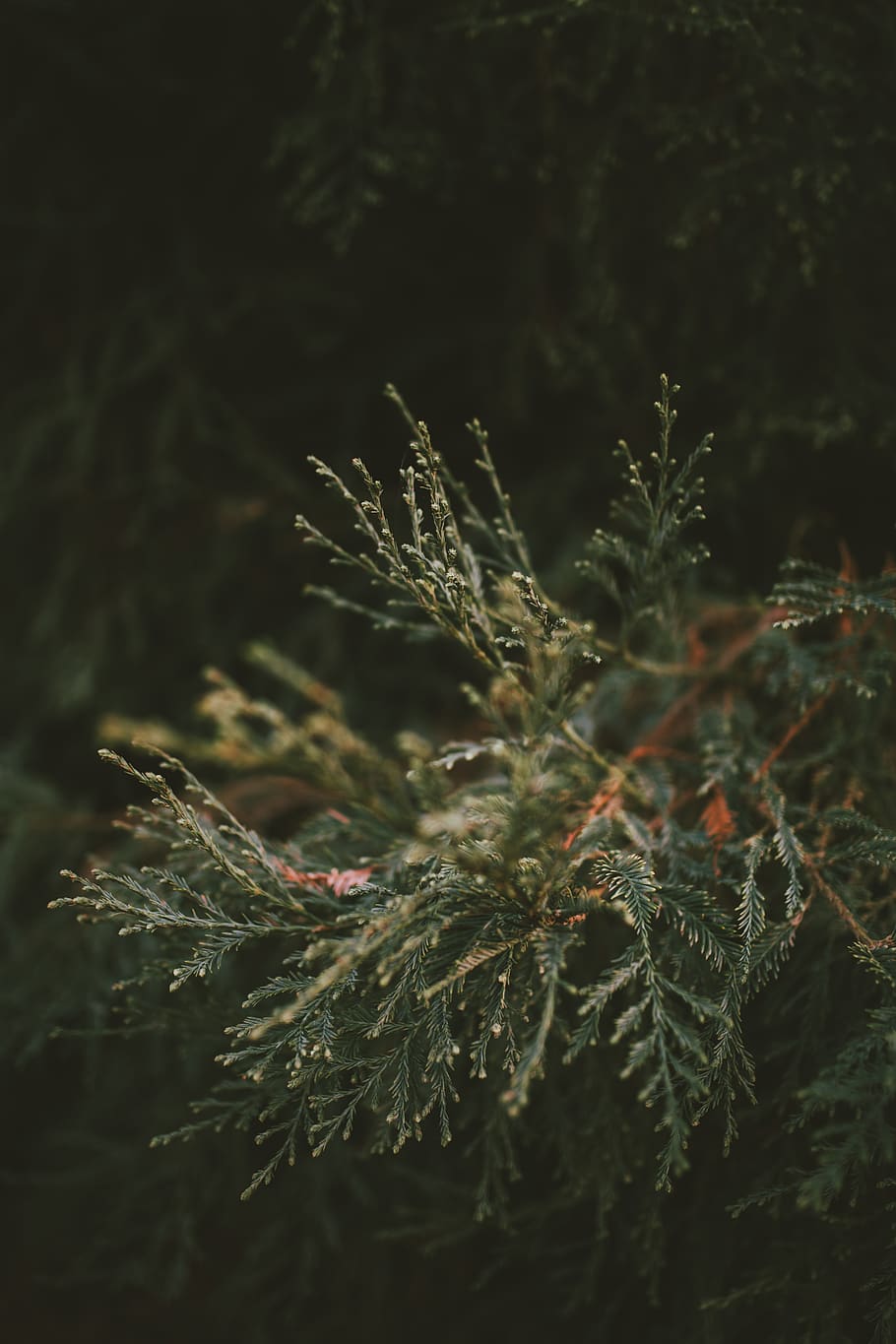 arbres, arbre, bosc, fulles, plantes, sequoia, aventura, explorar, viatjar, crear, lightroom, cànon, sigma, macro, floral, flora, canviant d'humor, tons, posta de sol, serè, planta, naturalesa, creixement, primer pla, temperatura de fred, hivern, cap gent, enfocament selectiu, dia, neu, tranquil·litat, bellesa a la natura, terra, part de la planta, full, a l'aire lliure, congelat, centrar-se en primer pla, gel, arbre de coníferes, pi, avet, 5K