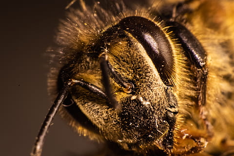 bee, insect, compound, close up, macro, animal themes, animal, one animal, animal wildlife, animals in the wild, close-up, animal body part, invertebrate, no people, nature, focus on foreground, animal head, outdoors, day, eye, animal eye, zoology, mammal, animal mouth, whisker, 5K, CC0, public domain, royalty free