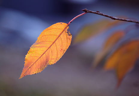 full, tardor, caure, marró, naturalesa, part de la planta, planta, canvi, primer pla, arbre, vena de la fulla, cap gent, bellesa a la natura, centrar-se en primer pla, branca, color taronja, a l'aire lliure, tranquil·litat, dia, groc, enfocament selectiu, sec, fulles, condició natural, col·lecció de tardor, 4K, CC0, domini públic, lliure de regalies