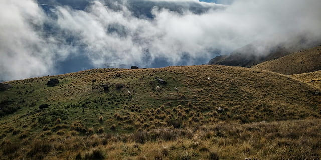 grøn, bakke, dækket, skyer, overskyet, dyrkede arealer, dagslys, miljø, gård, Mark, græs, græsarealer, Hayfield, landskab, eng, bjerg, natur, naturskøn, sheeps, solnedgang, vejr, scenics - natur, sky - himmel, himmel, skønhed i naturen, plante, ingen mennesker, jord, pattedyr, ikke-urbane scene, husdyr, dag, dyr, udendørs, 4K, CC0, offentligt domæne, royaltyfrie