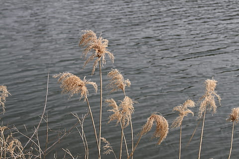 fiume, Milyang, piscina, rastrello, pianta, natura, la tranquillità, crescita, bellezza nella natura, giorno, acqua, nessuno, avvicinamento, concentrarsi sulle conoscenze acquisite, fiore, all'aperto, pianta fiorita, terra, erba, lago, fragilità, vulnerabilità, asciutto, pianta appassita, 4K, CC0, dominio pubblico, privo di copyright
