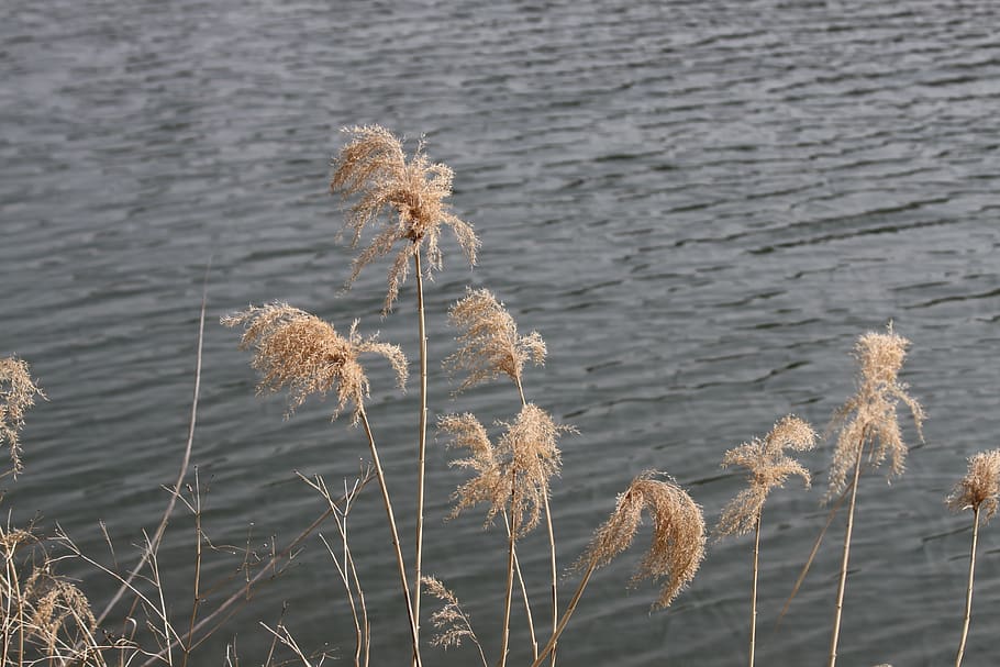 riu, milyang, piscina, rasclet, planta, naturalesa, tranquil·litat, creixement, bellesa a la natura, dia, aigua, cap gent, primer pla, centrar-se en primer pla, flor, a l'aire lliure, planta amb flors, terra, herba, llac, fragilitat, vulnerabilitat, sec, Planta esvaïda, 4K