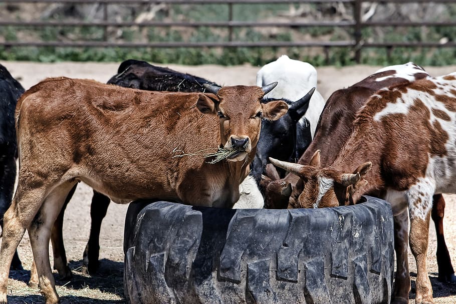marró, negre, blanc, vaques que beuen aigua, durant el dia, animals, ramat, vaques, mamífer, temes d'animals, grup d’animals, animal, vertebrats, animals domèstics, bestiar, cap gent, centrar-se en primer pla, dia, mascotes, nacional, camp, fauna animal, naturalesa, de peu, vaca, bestiar domèstic, herbívors, a l'aire lliure, 2K