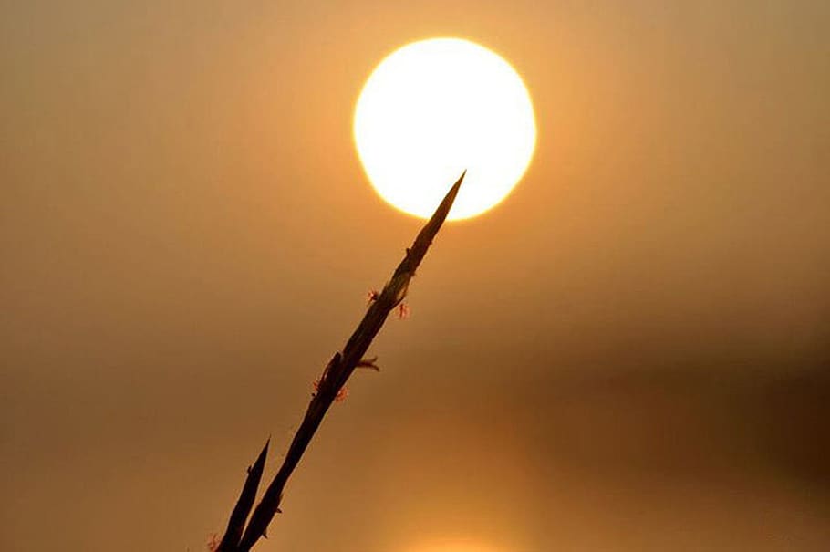 India, Pune, sole, sottile, natura, luce del sole, nessuno, cielo, colore arancione, tramonto, bellezza nella natura, all'aperto, silhouette, pianta, avvicinamento, la tranquillità, giallo, raggiante, scenics - natura, Inquadratura dal basso, crescita, forma geometrica, forma, luminosa, 4K
