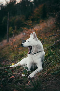 chien, bâillement, mensonge, herbe, un animal, mammifère, national, animaux domestiques, thèmes animaux, canin, animal, terre, vertébré, plante, la nature, champ, journée, regardant, bouche ouverte, regarder ailleurs, bouche, personne, 5K, CC0, domaine public, libre de droits