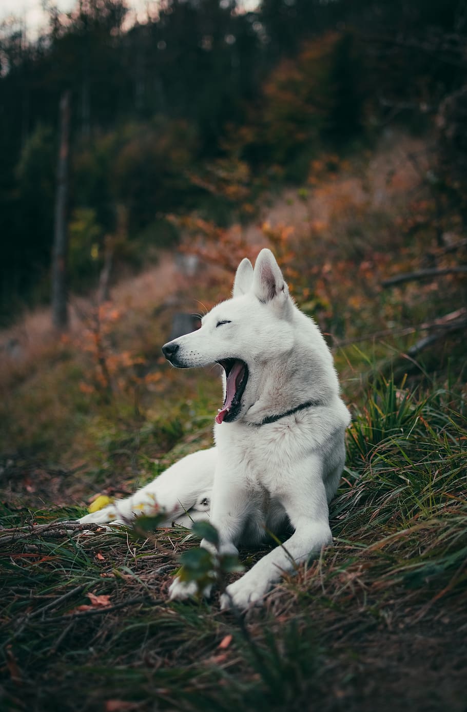 chien, bâillement, mensonge, herbe, un animal, mammifère, national, animaux domestiques, thèmes animaux, canin, animal, terre, vertébré, plante, la nature, champ, journée, regardant, bouche ouverte, regarder ailleurs, bouche, personne, 5K