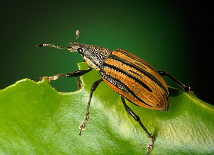 negre, marró, insecte, verd, full, escarabat, error, primer pla, macro, fauna animal, temes d'animals, animal, invertebrat, animals a la natura, un animal, color verd, part de la planta, naturalesa, antena animal, cap gent, centrar-se en primer pla, zoologia, part del cos dels animals, planta, bellesa a la natura, dia, ala dels animals, papallona - insecte, 2K, CC0, domini públic, lliure de regalies