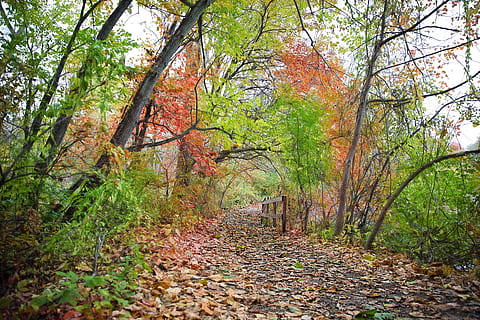 Pfad, fallen, Herbst, Herbstlaub, Laub, vergilbt, Orangen, Natur, Landschaft, Wasser, bunt, Wald, Gehweg, Baum, Veränderung, Pflanze, Land, Blatt, Pflanzenteil, Wachstum, Ruhe, Schönheit in der Natur, Szenen - Natur, ruhige Szene, Tag, Nicht-städtische Szene, keine Leute, Baumstamm, idyllisch, draußen, Blätter, Herbstkollektion, Weg, 5K, CC0, gemeinfrei, lizenzfrei