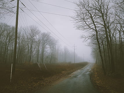 kaal, bomen, dag, natuur, weer, mist, buitenshuis, weg, pad, asfalt, licht, hulpprogramma pool, gloed, reizen, manier, landschap, bergketen, berg-, koplamp, hand-, handen vasthouden, boom, fabriek, kalmte, rustige scène, schoonheid in de natuur, geen mensen, kale boom, hemel, land-, de weg vooruit, milieu, scenics - natuur, richting, niet-stedelijke scène, idyllisch, perspectief verminderen, elektriciteit, vaag, 4K, CC0, publiek domein, royaltyvrij