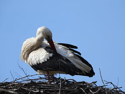stork, socket, spring, plumage, bird, figure, beak, storks, wing, sky, vertebrate, animal wildlife, clear sky, animals in the wild, animal, animal themes, low angle view, one animal, white stork, no people, day, nature, blue, white color, perching, copy space, outdoors, 4K, CC0, public domain, royalty free
