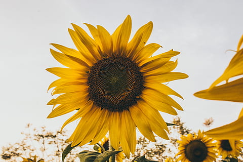 girasole comune, giallo, fiore, pianta fiorita, pianta, freschezza, crescita, bellezza nella natura, girasole, testa di fiore, petalo, fragilità, infiorescenza, vulnerabilità, natura, avvicinamento, cielo, nessuno, polline, all'aperto, primavera, letto di fiori, morbidezza, 5K, CC0, dominio pubblico, privo di copyright