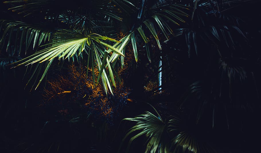 Palmera, retroil·luminat, fosc, medi ambient, exòtic, llum, naturalesa, palmell, palmeres, plantes, selva tropical, arbre, tropical, creixement, planta, full, clima tropical, nit, fulla de palma, bellesa a la natura, part de la planta, color verd, cap gent, tranquil·litat, a l'aire lliure, primer pla, terra, bosc, fronda, palmera de coco, arbre tropical, 4K
