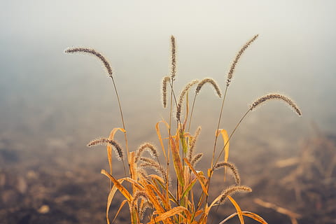 Gras, Feld, Acker-, braun, Herbst, Nebel, Natur, ländlich, Wasser, tropfen, Tau, Tautropfen, Dunst, farblos, Morgen, Pflanze, Wachstum, Fokus auf den Vordergrund, Nahansicht, Schönheit in der Natur, Sonnenlicht, keine Leute, Ruhe, Tag, Land, draußen, Himmel, Ernte, Getreidepflanze, Landwirtschaft, Frische, Botanik, ruhige Szene, Hafer - Ernte, 5K, CC0, gemeinfrei, lizenzfrei