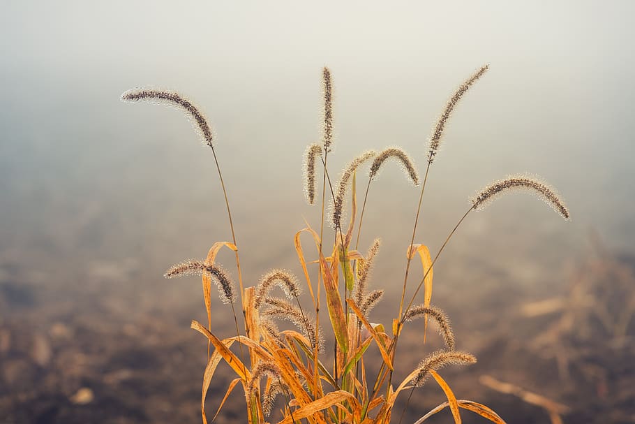 Gras, Feld, Acker-, braun, Herbst, Nebel, Natur, ländlich, Wasser, tropfen, Tau, Tautropfen, Dunst, farblos, Morgen, Pflanze, Wachstum, Fokus auf den Vordergrund, Nahansicht, Schönheit in der Natur, Sonnenlicht, keine Leute, Ruhe, Tag, Land, draußen, Himmel, Ernte, Getreidepflanze, Landwirtschaft, Frische, Botanik, ruhige Szene, Hafer - Ernte, 5K