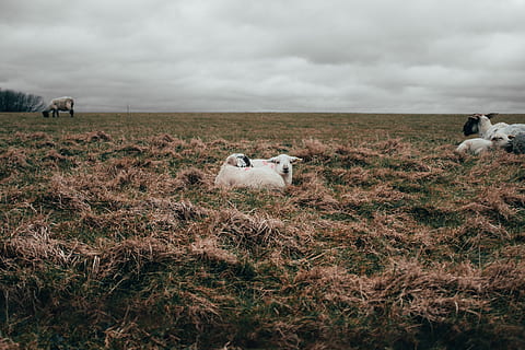 lamb, easter, grass, sheep, animal, walks, country, countryside, sky, cloud - sky, domestic, mammal, field, pets, group of animals, domestic animals, animal themes, land, livestock, vertebrate, plant, nature, environment, landscape, day, no people, outdoors, herbivorous, 5K, CC0, public domain, royalty free