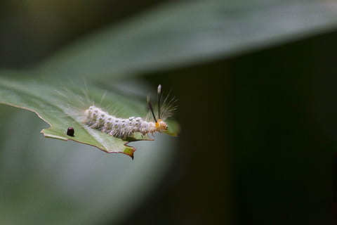 eruga, full, naturalesa, error, verd, papallona, animals, Sumatra, jungla, temes d'animals, fauna animal, un animal, animals a la natura, animal, insecte, invertebrat, primer pla, cap gent, centrar-se en primer pla, color verd, planta, a l'aire lliure, volant, enfocament selectiu, dia, part de la planta, 5K, CC0, domini públic, lliure de regalies