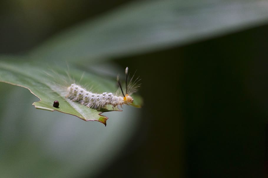 eruga, full, naturalesa, error, verd, papallona, animals, Sumatra, jungla, temes d'animals, fauna animal, un animal, animals a la natura, animal, insecte, invertebrat, primer pla, cap gent, centrar-se en primer pla, color verd, planta, a l'aire lliure, volant, enfocament selectiu, dia, part de la planta, 5K