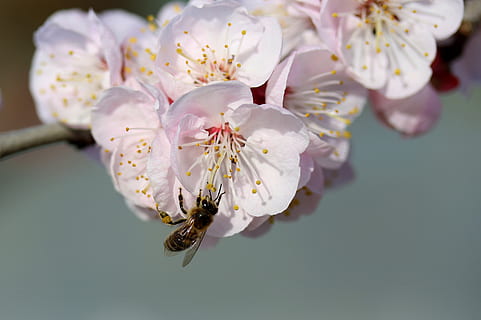 abella, flors, blanc, primavera, arbre, casey, naturalesa, subministraments, bonic, color, botànic, florir, flor, planta amb flors, fragilitat, bellesa a la natura, planta, frescor, primer pla, vulnerabilitat, pètal, pol·len, creixement, cap de flor, centrar-se en primer pla, Color blanc, inflorescència, cap gent, dia, a l'aire lliure, flor de cirerer, cirerer, 4K, CC0, domini públic, lliure de regalies