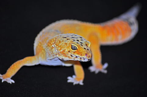 gekko, firben, gul, øje, krybdyr, dyr, dyre temaer, dyreliv, et dyr, sort baggrund, ingen mennesker, tæt på, hvirveldyr, dyr i naturen, orange farve, studio skud, natur, fokus på forgrunden, udendørs, dyr kropsdel, forfra, dyr øje, 4K, CC0, offentligt domæne, royaltyfrie