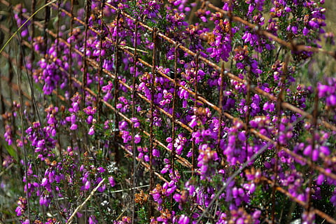 rust, anlegg, fiolett, planter, natur, rusten, gammel, metall, vår, blad, grønn, tre, hage, endret, korrosjon, blomst, blomstrende plante, skjønnhet i naturen, vekst, sårbarhet, skjørhet, lilla, friskhet, selektiv fokusering, nærbilde, ingen folk, dag, blåregn, lavendel, våren, petal, blomstre, botanikk, blomsterhodet, 4K, CC0, offentlig domene, opphavsrett gratis