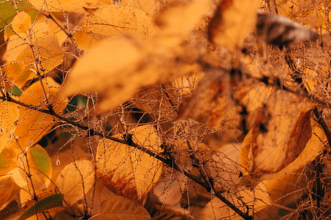 Blätter im Herbst, Rumänien, someșu rece, Birke, Baum, Pflanze, Flora, braun, Gras, Boden, draußen, Nadelbaum, Eiche, Bergahorn, Herbst, Veränderung, Pflanzenteil, Blatt, keine Leute, Natur, orange Farbe, Nahansicht, Ast, Tag, selektiver Fokus, trocken, Vollbild, Blätter, Hintergründe, Schönheit in der Natur, Land, Herbstkollektion, fallen, natürlicher Zustand, 5K, CC0, gemeinfrei, lizenzfrei