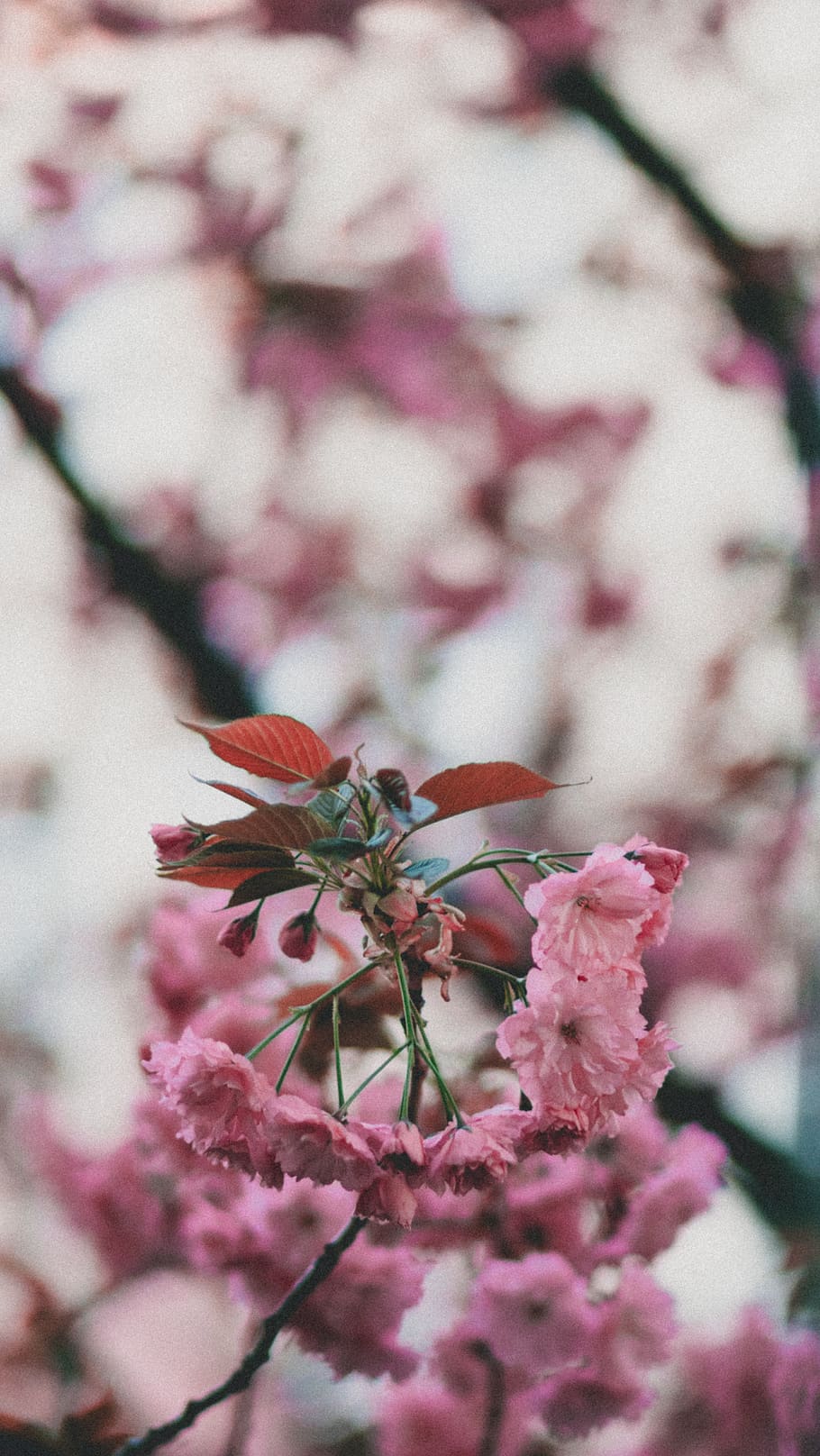 bunga petaled pink, tanaman berbunga, bunga, menanam, kerapuhan, warna merah jambu, kesegaran, keindahan di alam, kerentanan, pertumbuhan, merapatkan, mekar, alam, musim semi, daun bunga, pohon, fokus pada latar depan, hari, tidak ada orang, botani, cabang, kepala bunga, bunga sakura, di luar rumah, pohon ceri, prem bunga, seikat bunga, 5K