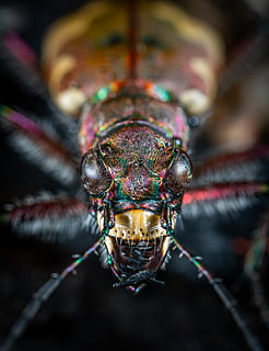 fotografia ravvicinata, scarafaggio, animale, sfocatura, insetto, avvicinamento, colore, occhi, invertebrato, macro, macrofotografia, un animale, temi animali, fauna selvatica, animali allo stato selvatico, parte del corpo animale, nessuno, concentrarsi sulle conoscenze acquisite, testa di animale, artropodo, zoologia, occhio animale, all'aperto, giorno, antenna animale, occhio, natura, gamba animale, 4K, CC0, dominio pubblico, privo di copyright